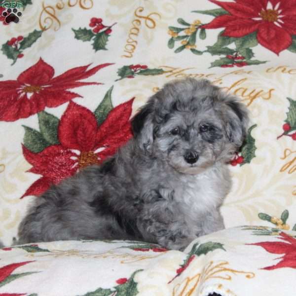 Willow, Bich-Poo Puppy